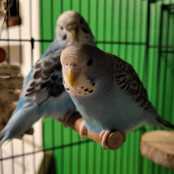 Meet your Posher, Tia JoJo - Picture 2 of 5